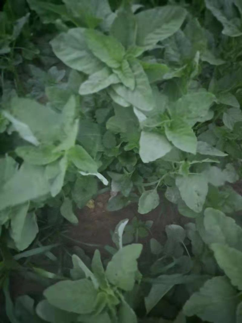 野菜，野苋菜，马齿菜