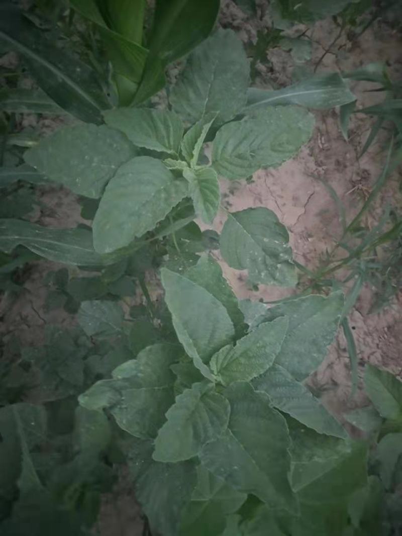 野菜，野苋菜，马齿菜