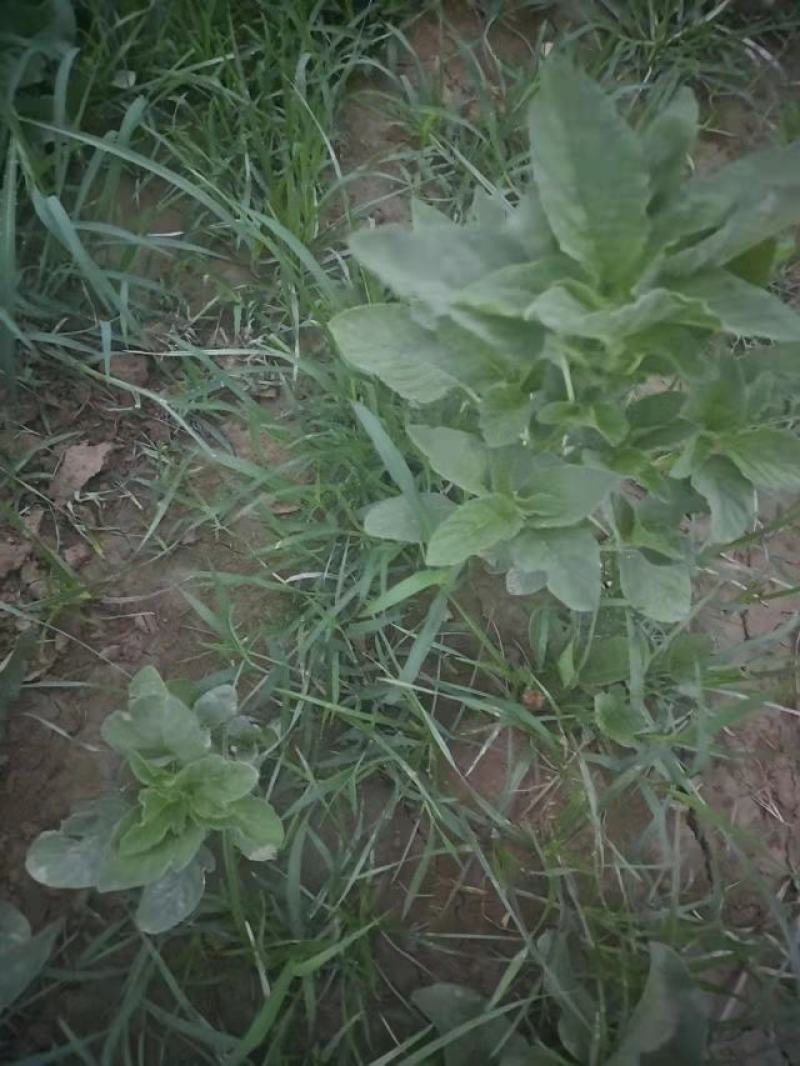 野菜，野苋菜，马齿菜