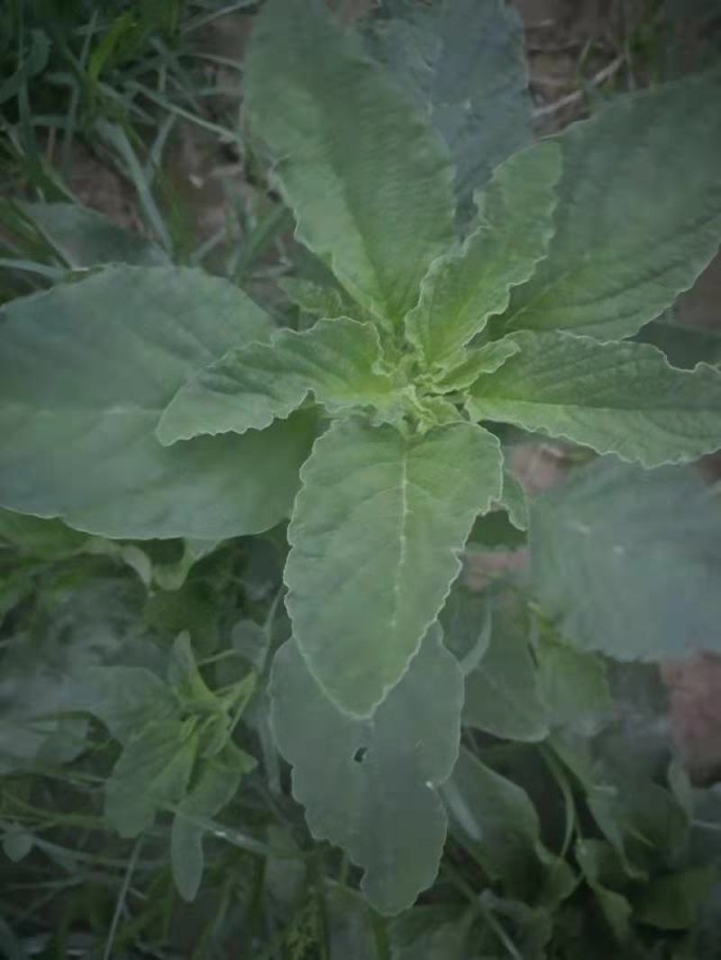 野菜，野苋菜，马齿菜