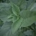 野菜，野苋菜，马齿菜