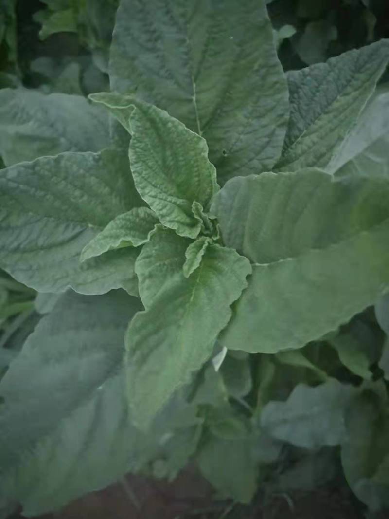 野菜，野苋菜，马齿菜