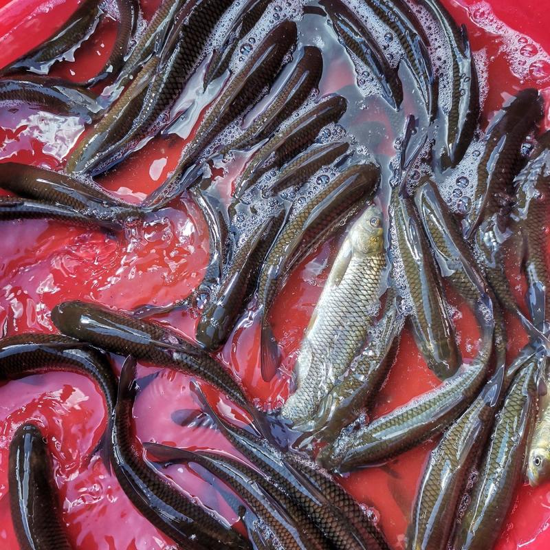 精品青鱼:水库养殖自产自销欢迎云川的新老客户咨询。