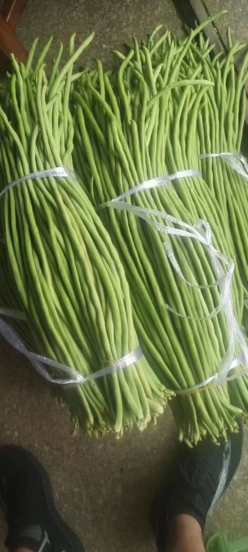 湖北长豆角缸豆产地直发一手货源保证质量代发全国