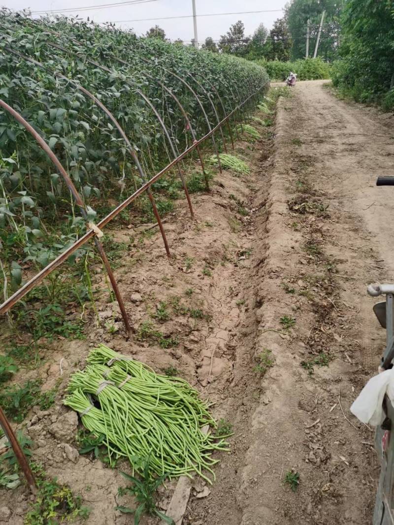 湖北长豆角缸豆产地直发一手货源保证质量代发全国