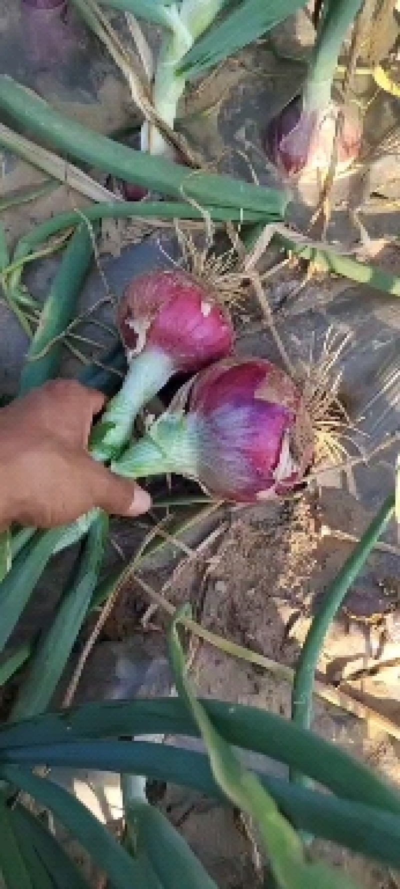 紫皮洋葱，精品洋葱，加工厂，电商市场，产地直供，