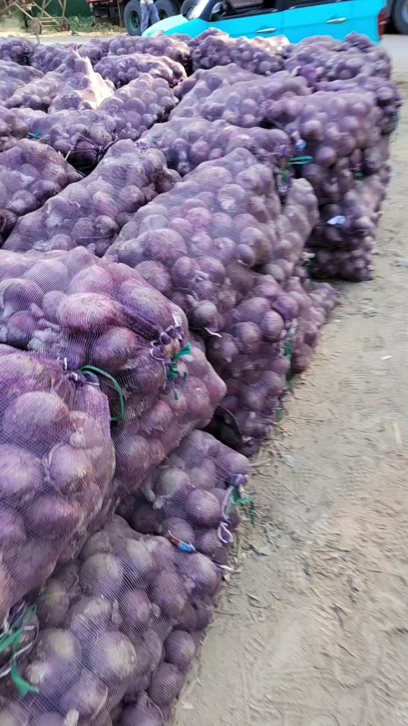 紫皮洋葱，精品洋葱，加工厂，电商市场，产地直供，