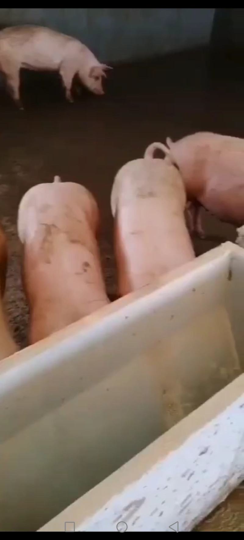 三元标猪