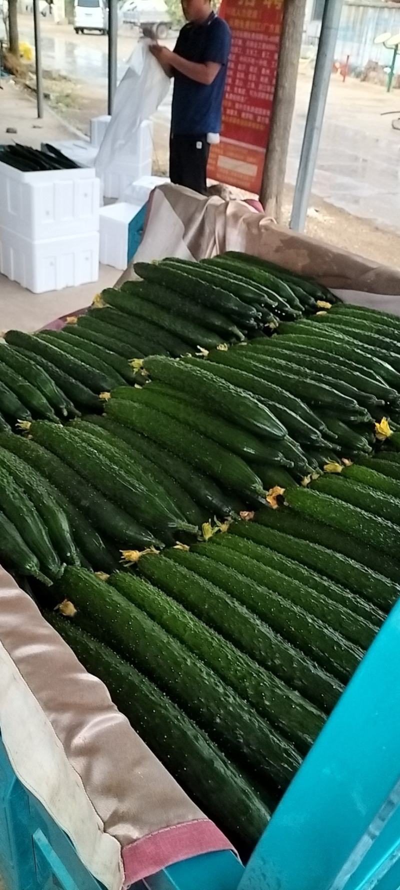 大量供应优质黄瓜