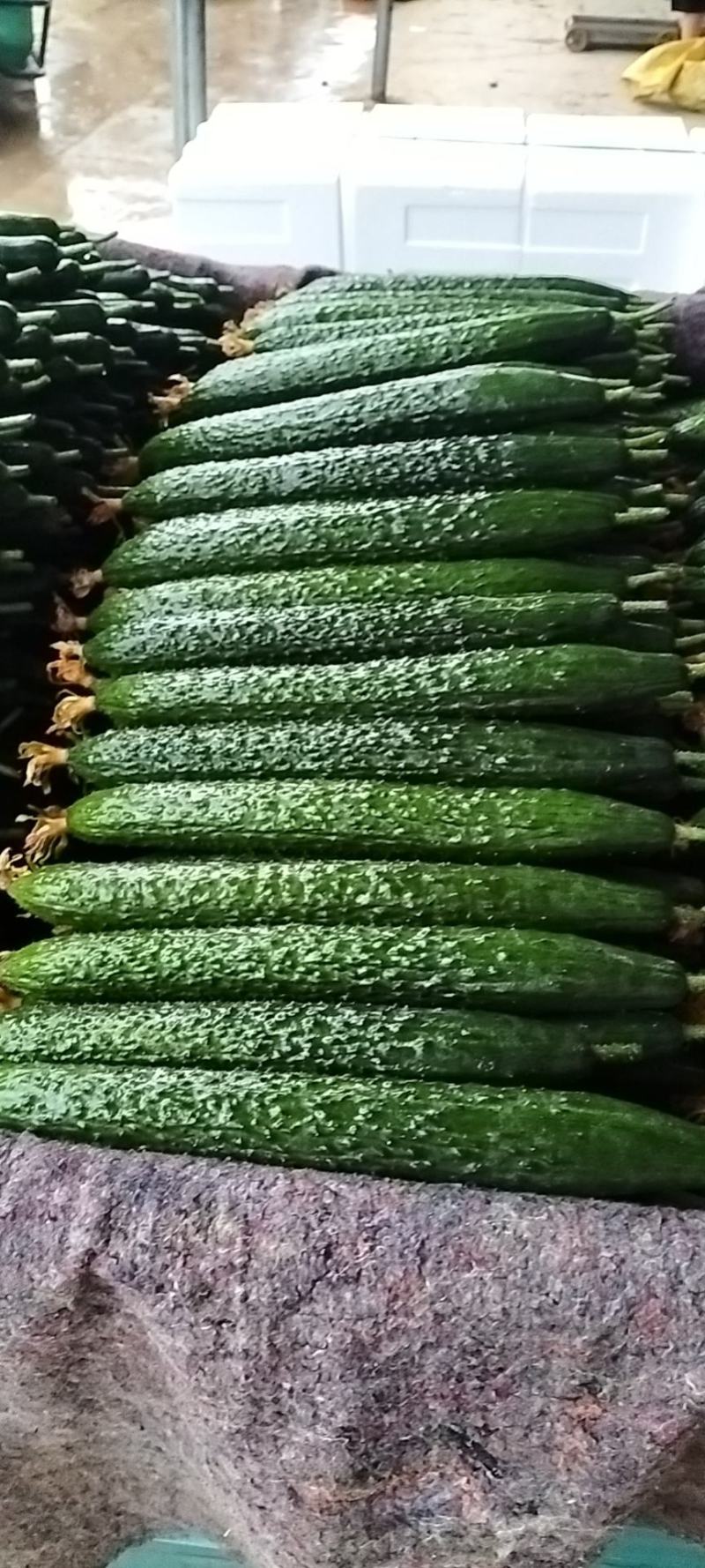大量供应优质黄瓜