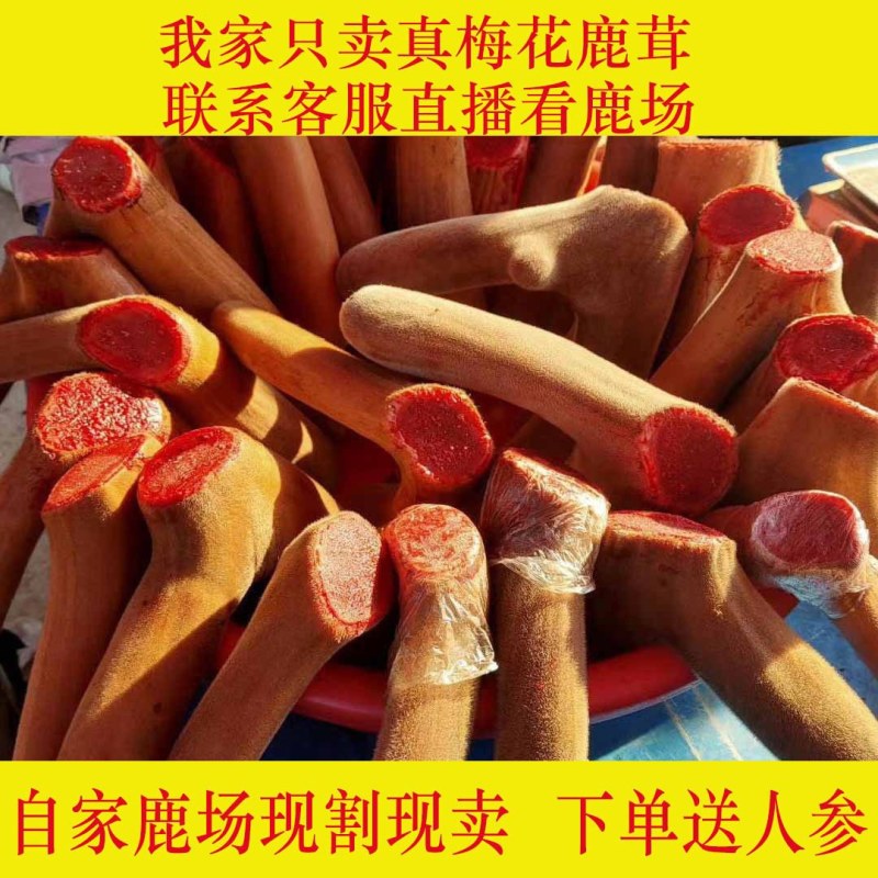 2024鲜鹿茸梅花鹿新鲜鹿茸梅花鹿养殖场新割鲜嫩血多