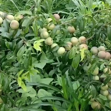 大量半边红上市，欢迎咨询
