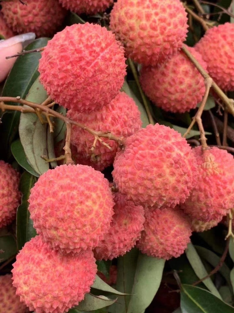 正宗广西桂味荔枝小核桂味荔枝百分之80小核欢迎各位老板