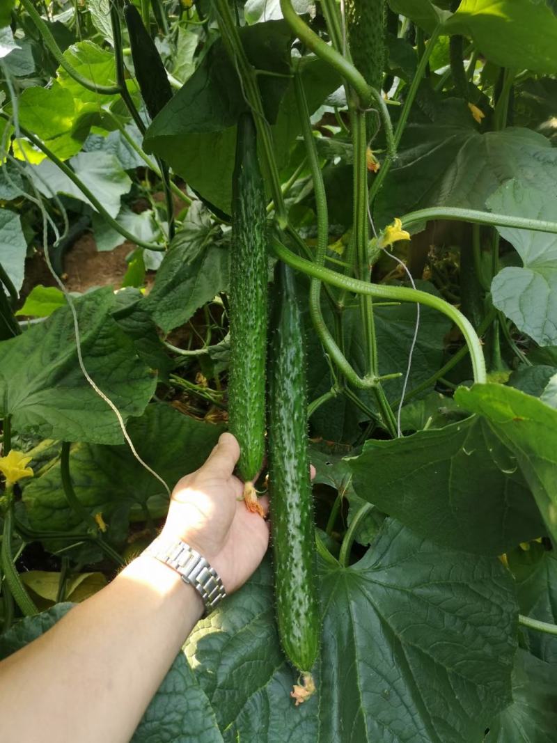 黄瓜苗强雌油亮黄瓜苗短粗把大密刺抗病强拉瓜能力强