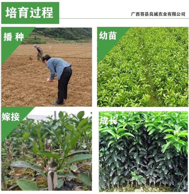 广西沃柑苗基地直供大量现货供应欢迎老板前咨询