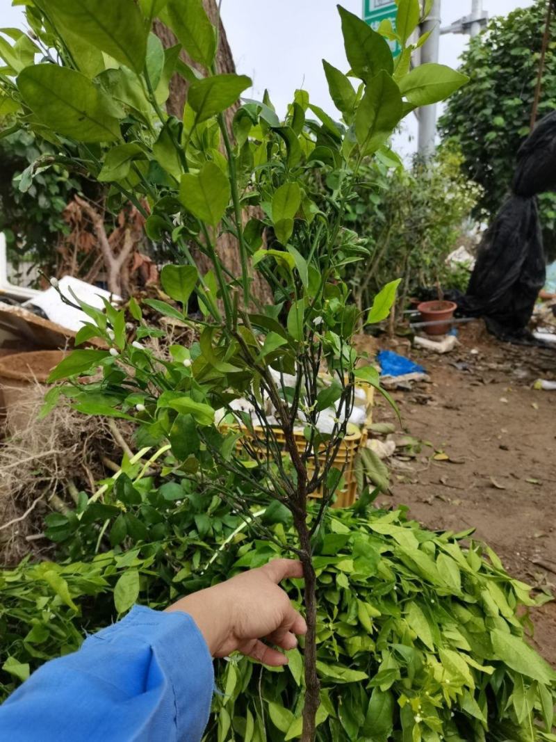 广西沃柑苗基地直供大量现货供应欢迎老板前咨询