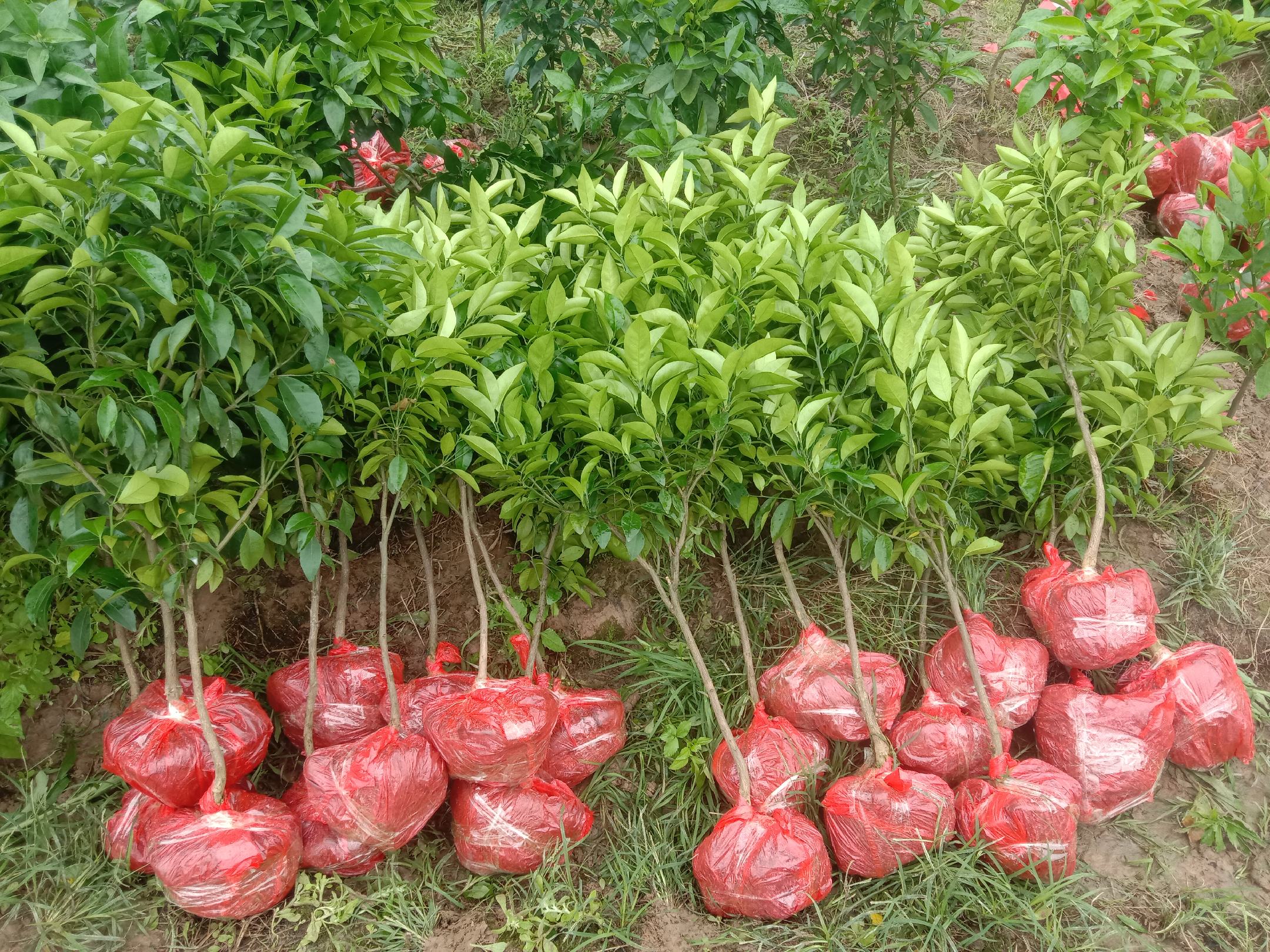 专业技术人员现场指导沃柑苗定植与剪砧操作