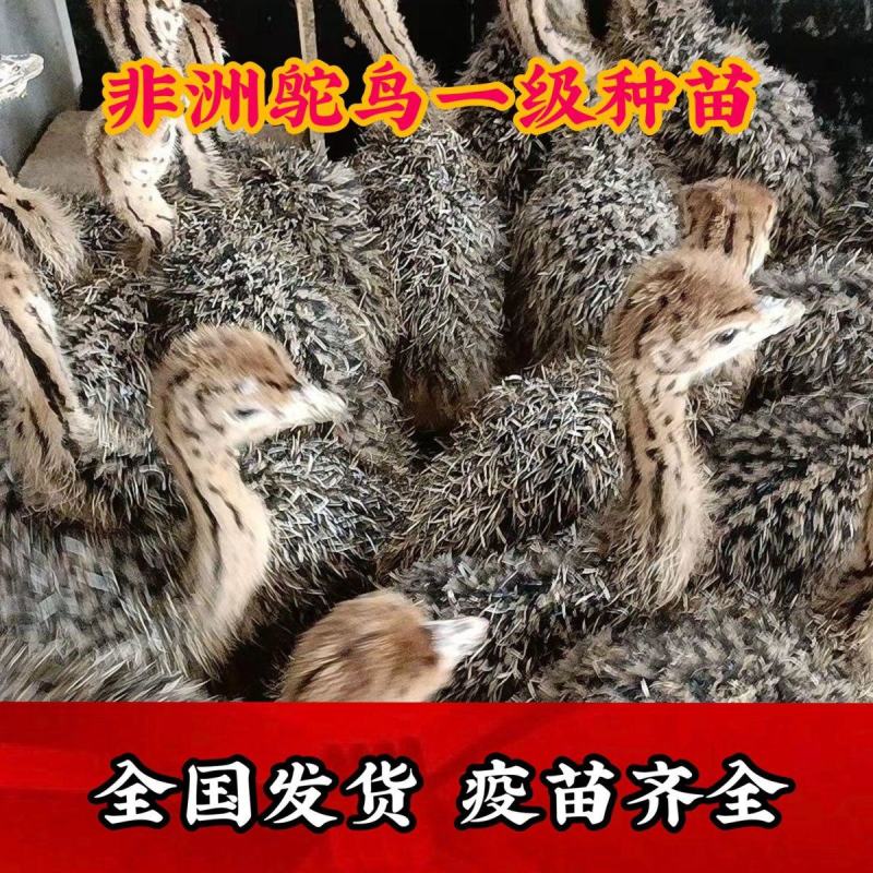 非洲鸵鸟苗脱温苗提供鸵鸟养殖技术一手货源支持看货
