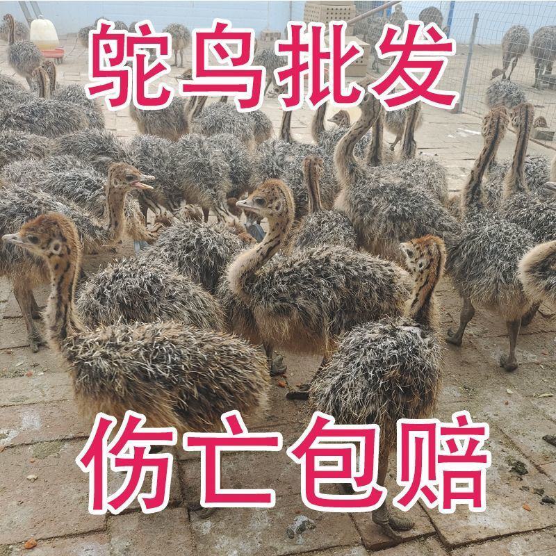 【基地直发】鸵鸟苗非洲鸵鸟商品鸵鸟提供鸵鸟养殖技术