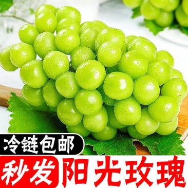 阳光玫瑰电商一件代发