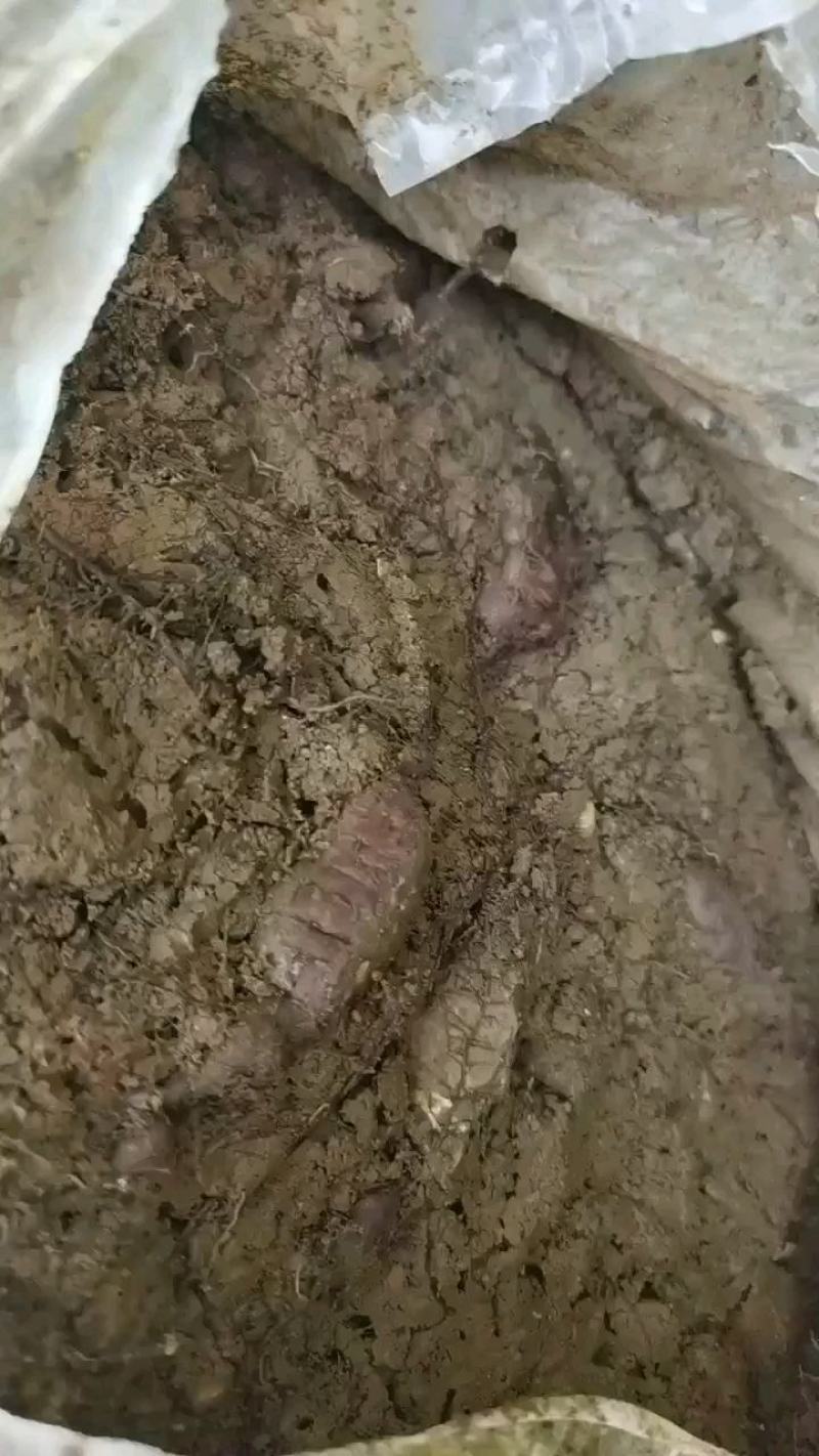 三叶青，现挖现卖，特点是皮黄、肉质白。欢迎新老客户咨询。