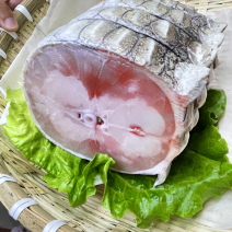 鳄鱼肉带皮肉质Q弹新鲜美味，欢迎实力采购