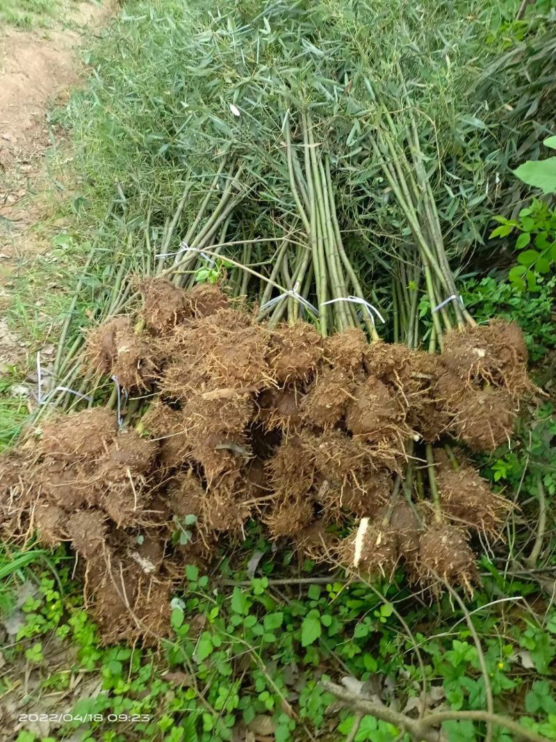 大棚设施