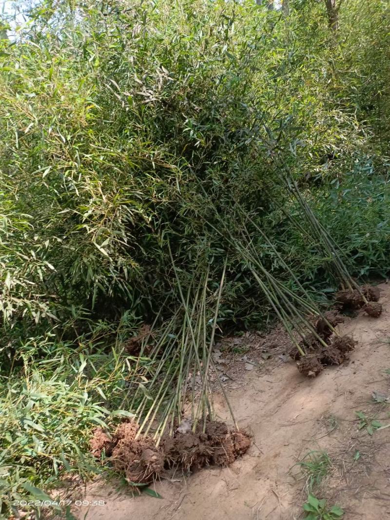 大棚设施