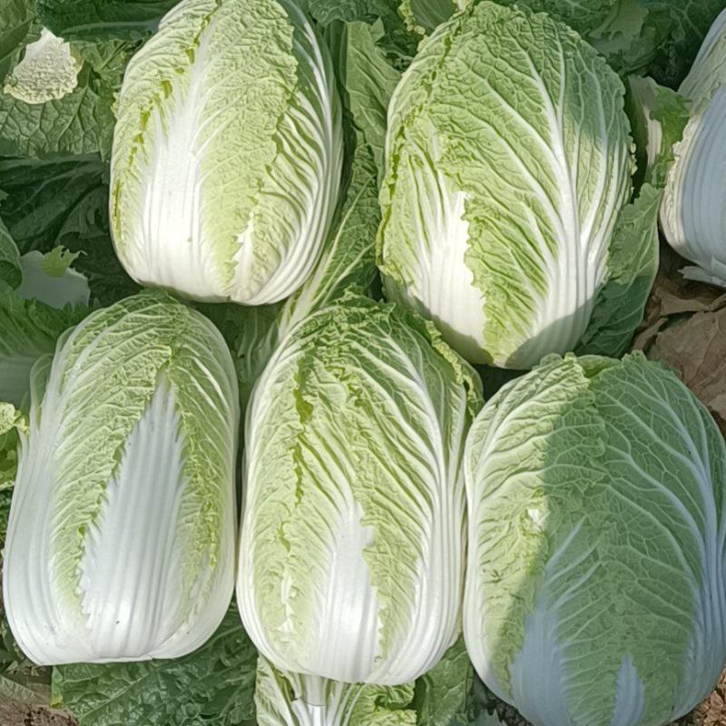 精品矮颗纯黄心白菜