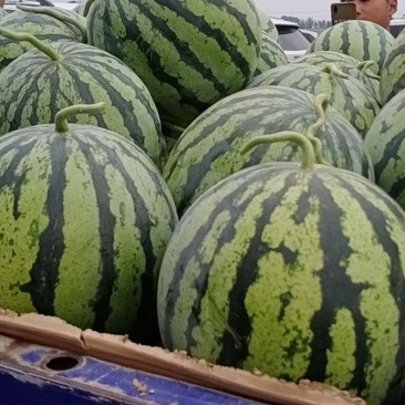 露地头茬美都大量上市，果型好，皮毛亮，大红壤，唐度高，