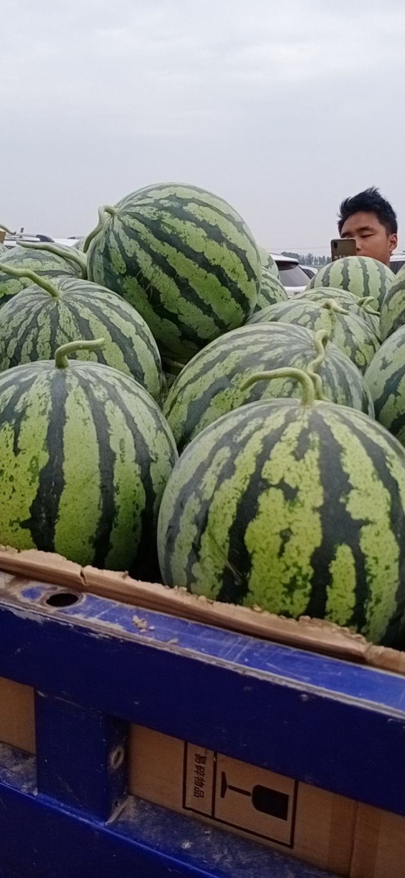 露地头茬美都大量上市，果型好，皮毛亮，大红壤，唐度高，