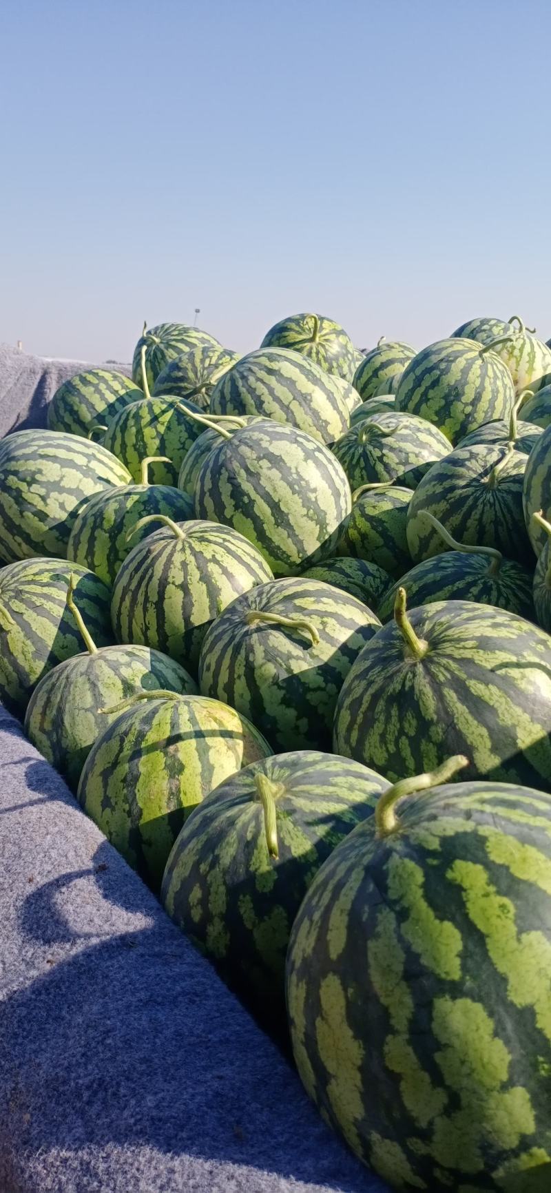 露地头茬美都大量上市，果型好，皮毛亮，大红壤，唐度高，