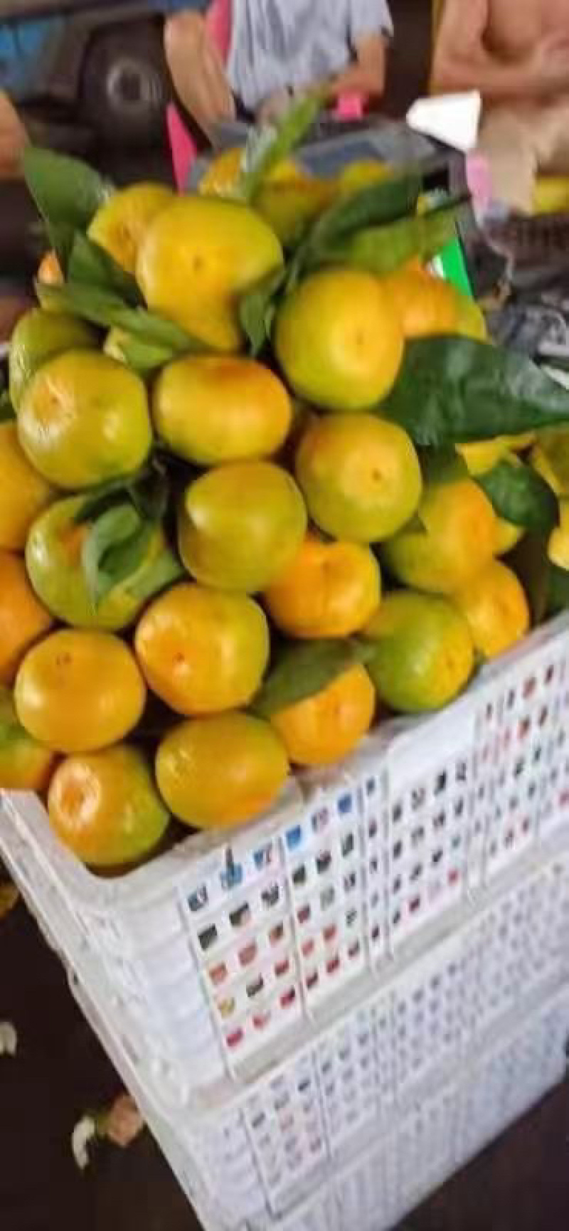 大量供应电商果，市场果，云南高山蜜橘，美团，社区等平台
