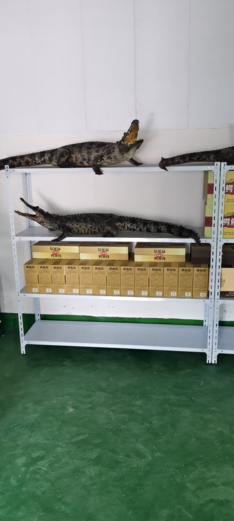 鳄鱼商品鳄鱼人工养殖鳄鱼活体大小规格齐全