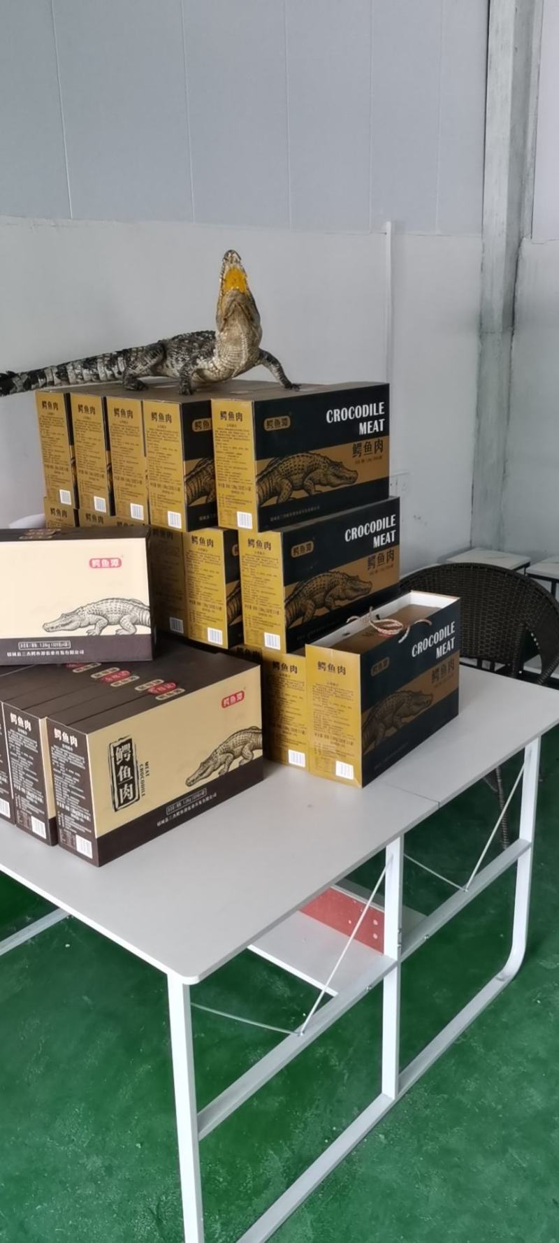鳄鱼商品鳄鱼人工养殖鳄鱼活体大小规格齐全