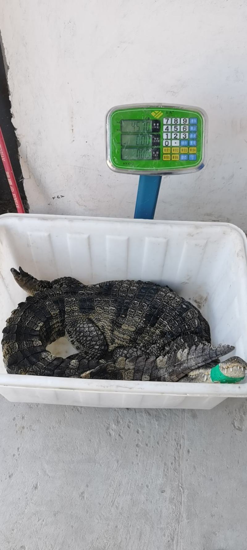 鳄鱼商品鳄鱼人工养殖鳄鱼活体大小规格齐全