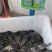 鳄鱼商品鳄鱼人工养殖鳄鱼活体大小规格齐全