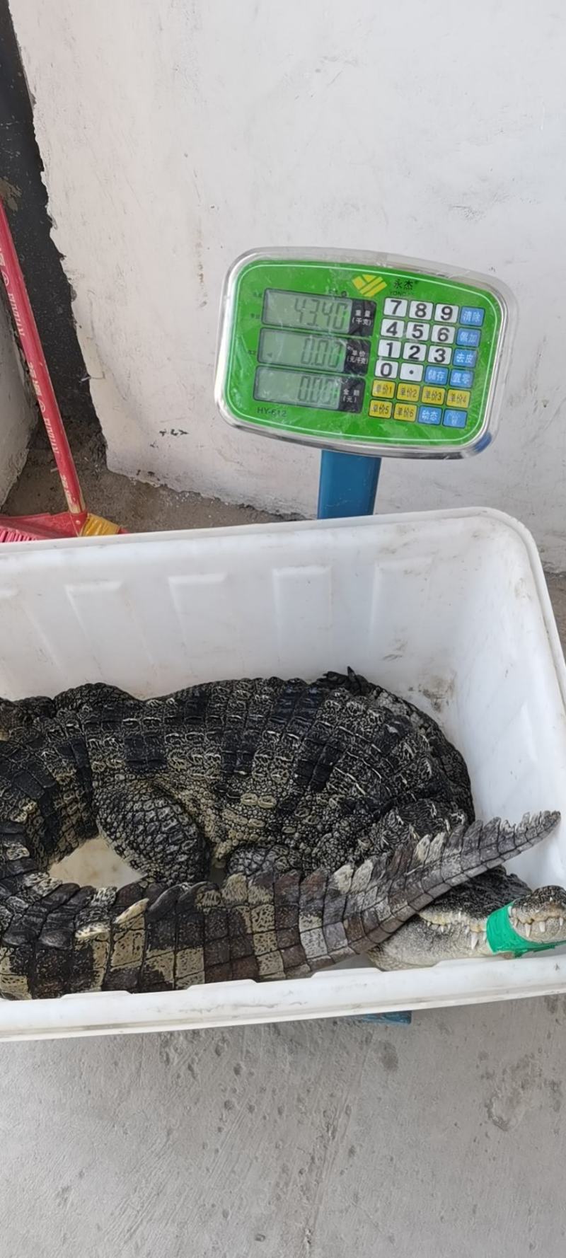鳄鱼商品鳄鱼人工养殖鳄鱼活体大小规格齐全