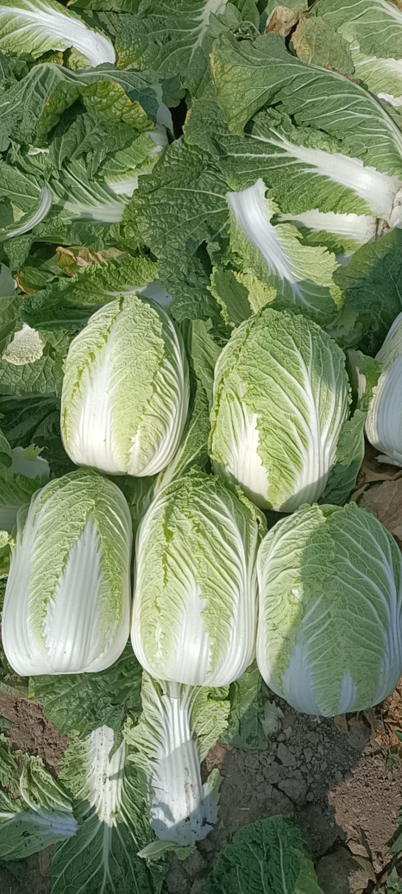 精品矮颗纯黄心白菜