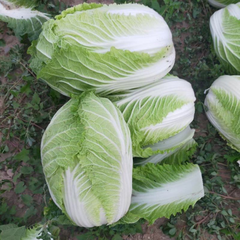精品矮颗纯黄心白菜
