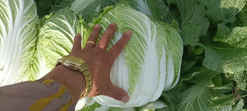 精品矮颗纯黄心白菜