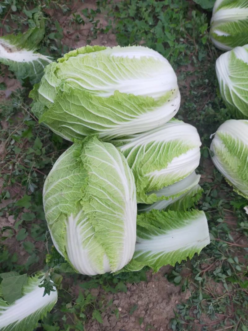 精品矮颗纯黄心白菜
