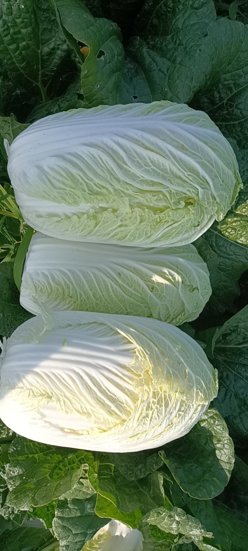 精品矮颗纯黄心白菜