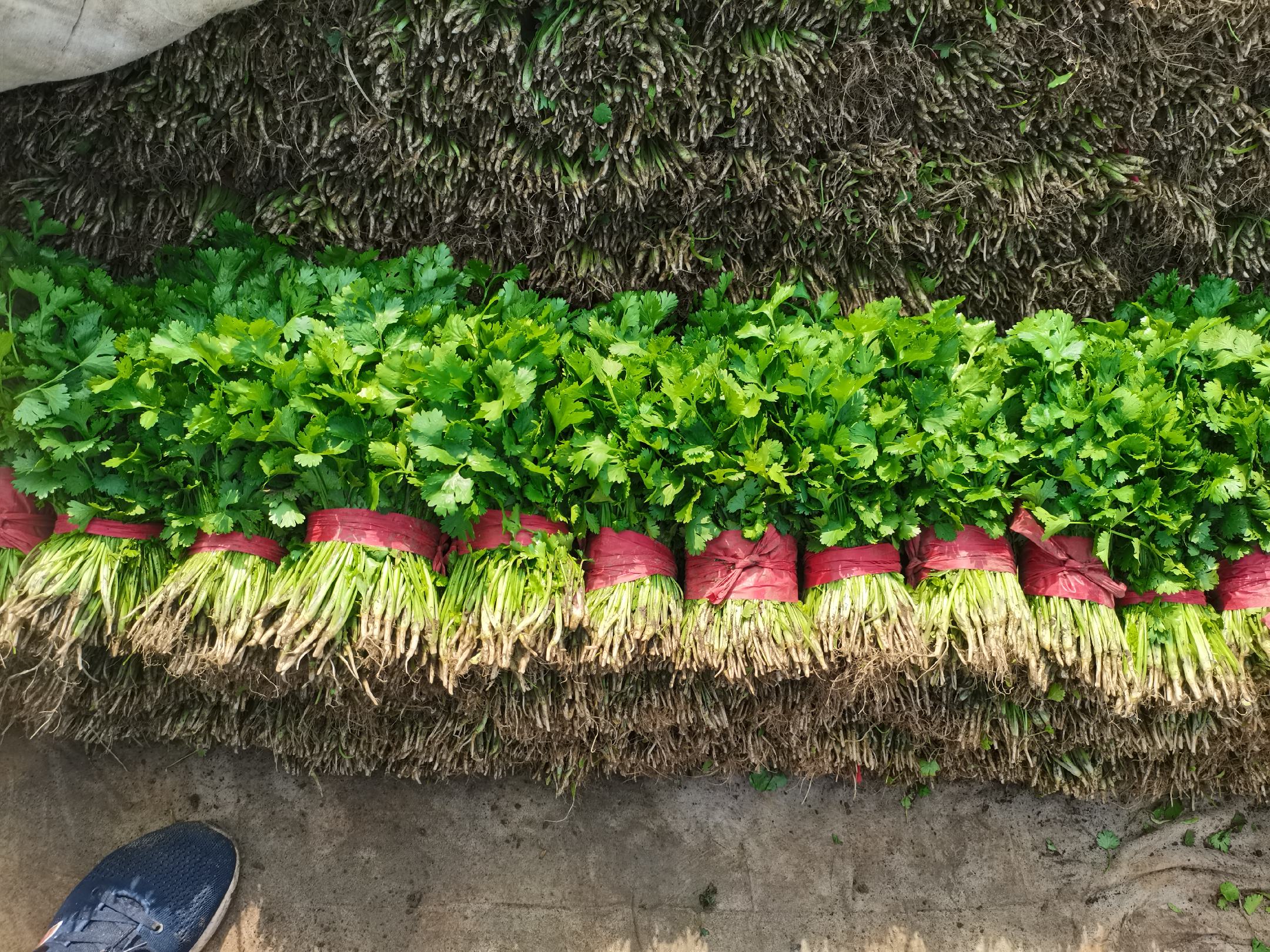 潮汕传统市场售卖香菜（芫荽）