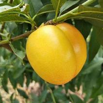 早熟金傲黄油桃树苗，中油4号，12—33，及早熟个大