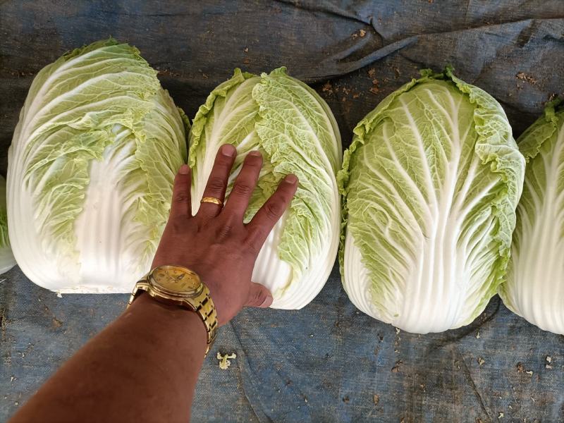 精品矮颗纯黄心白菜