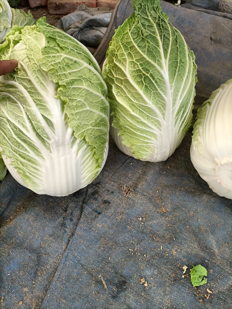 精品矮颗纯黄心白菜