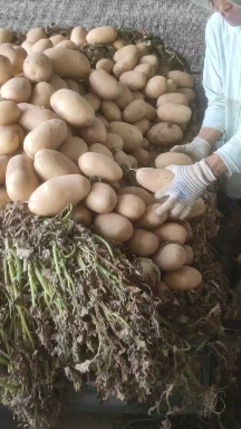 精品土豆半斤以上