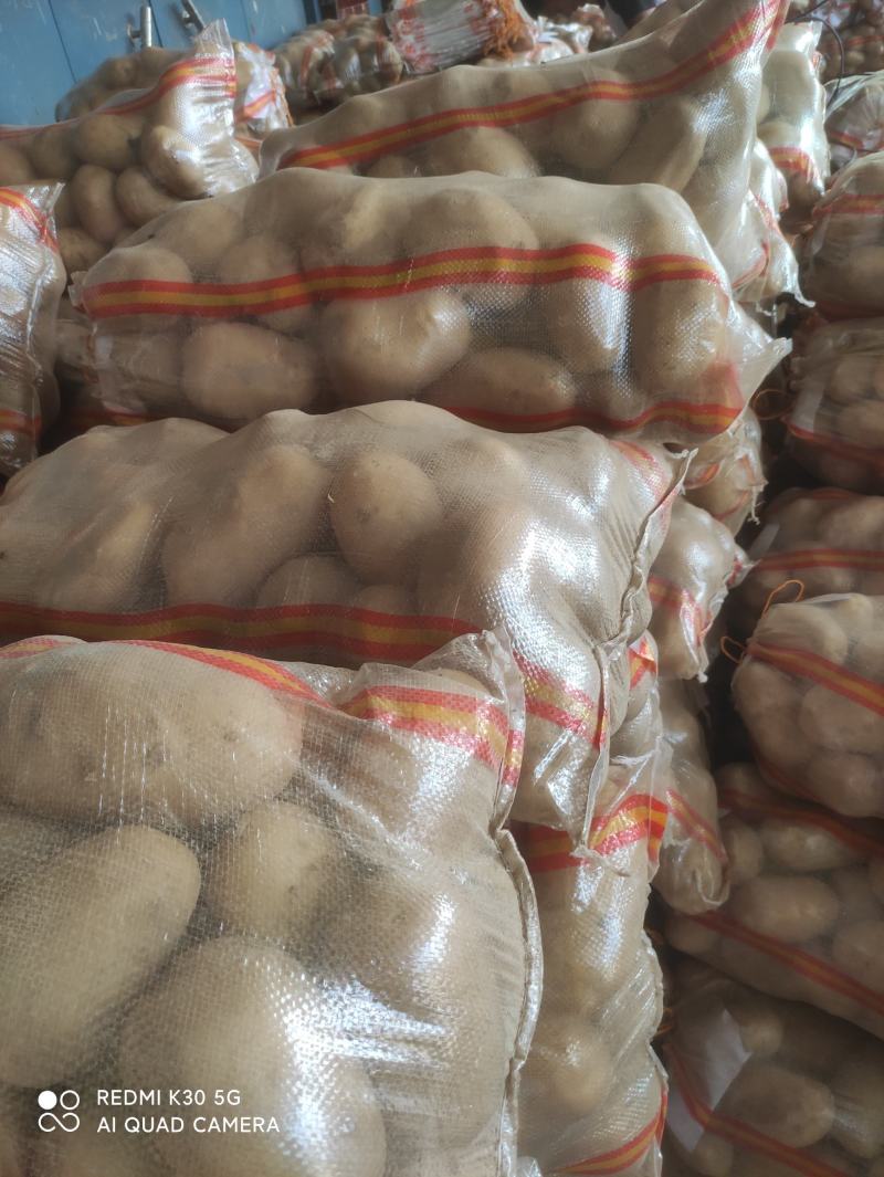 精品土豆半斤以上