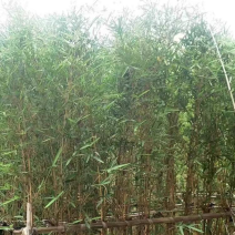 钢竹、琴丝竹批发漳州竹子种植基地农户直销低价批发